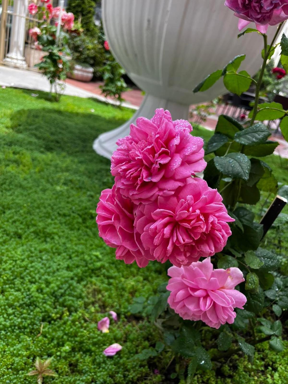 Rose Garden Omax Apartments Slântsjev Brjag Eksteriør bilde