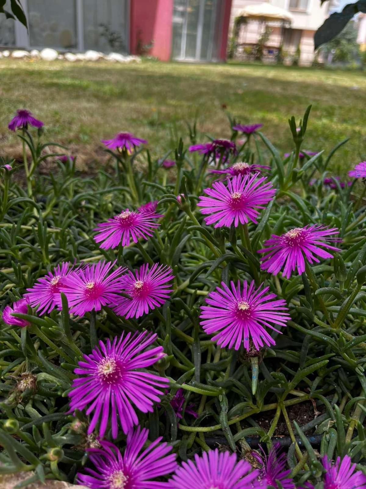 Rose Garden Omax Apartments Slântsjev Brjag Eksteriør bilde