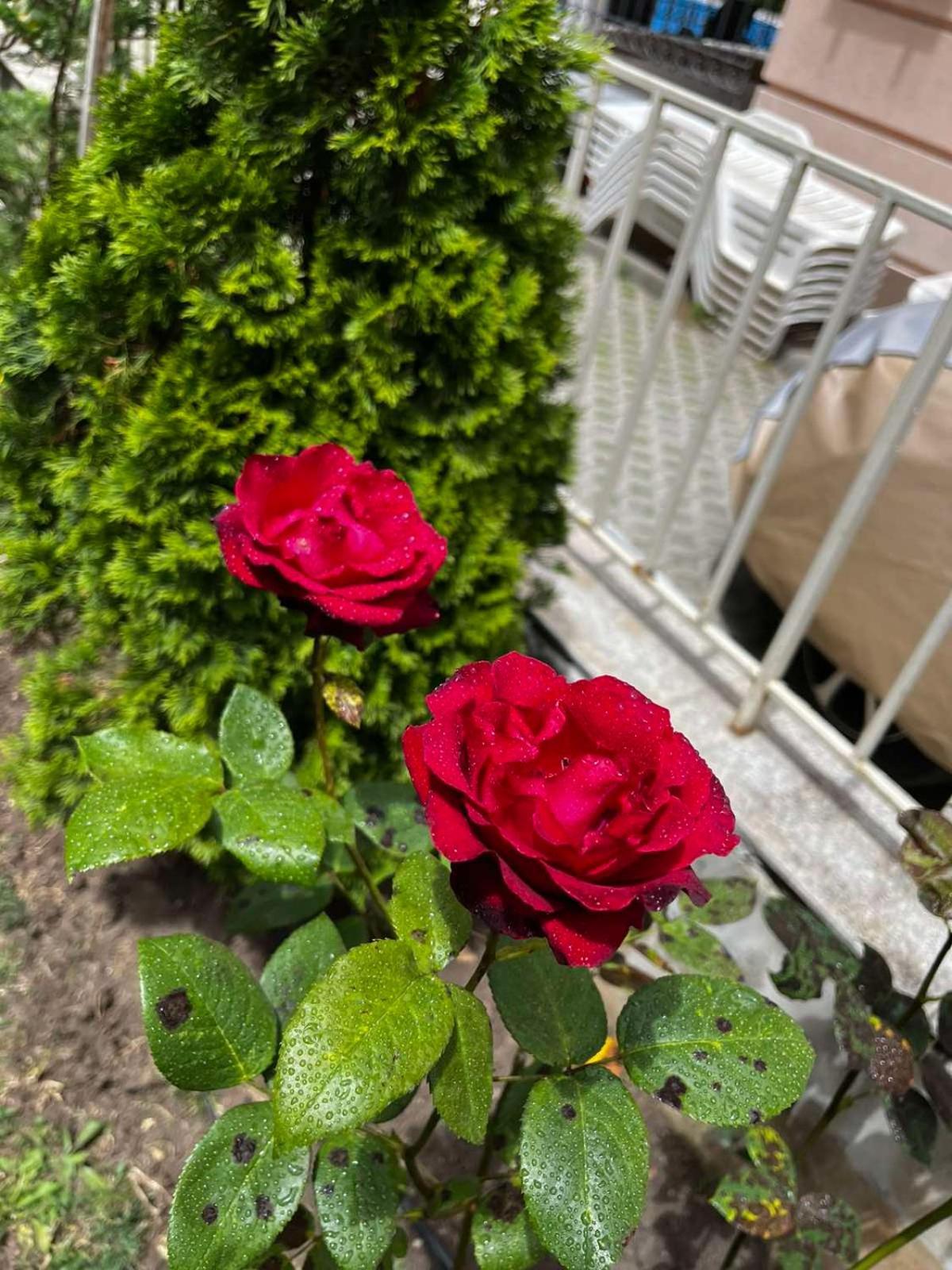 Rose Garden Omax Apartments Slântsjev Brjag Eksteriør bilde